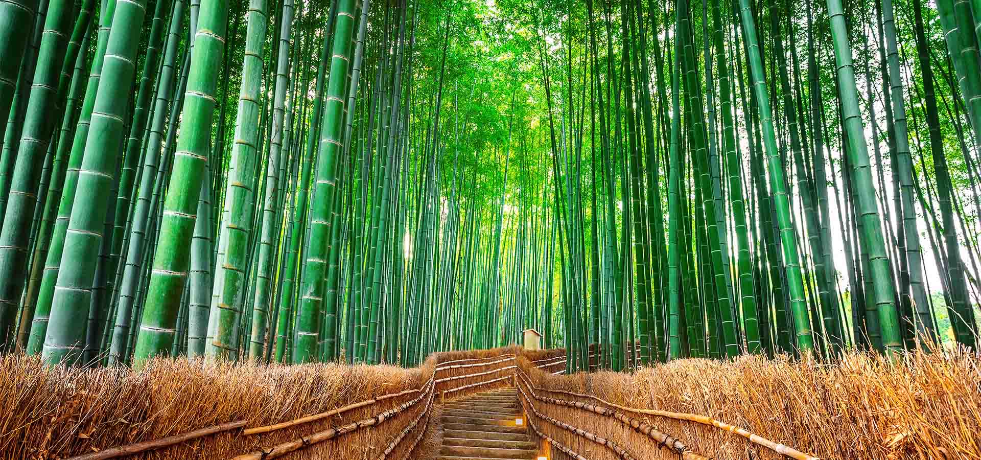 bamboo